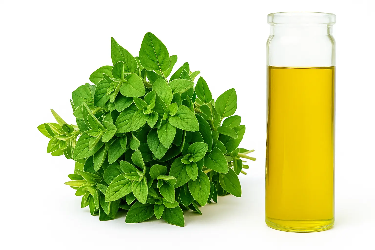 Oregano Oil